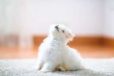 Close-up of a dog sitting on floor