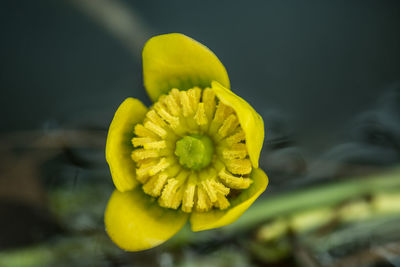 Close-up of yellow flower