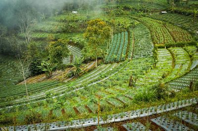 Plants growing on land