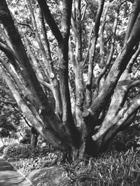 Trees growing in forest