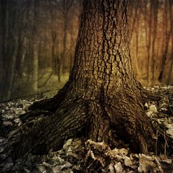 Close-up of tree trunk in forest