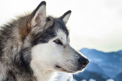 Close-up of an alaskan malamute