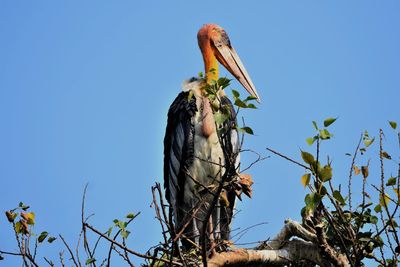 Greater adjutant stork