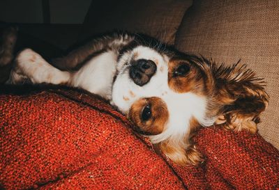 High angle view of dog sleeping on sofa
