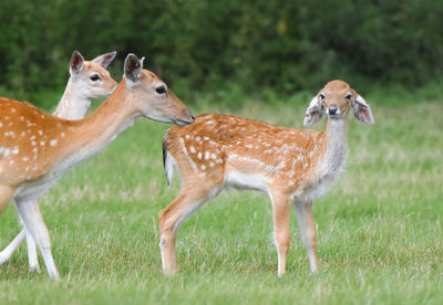 Close-up of deer on field