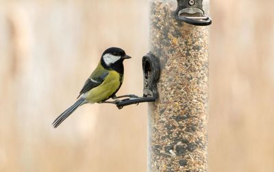 Close-up of great tit perching on feeder