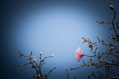 Low angle view of pink flower blooming against sky