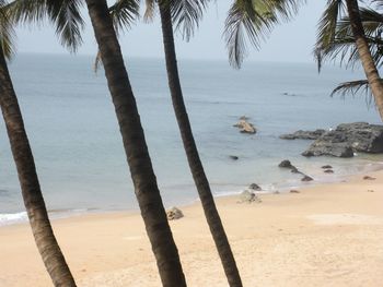 Palm trees on beach