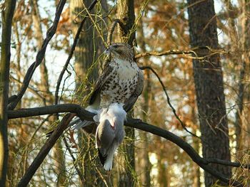 Bird perching on branch