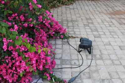 High angle view of pink flowering plants on footpath