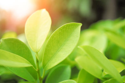 Close-up of green leaves on plant