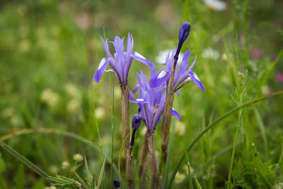 Close-up of purple crocus flowers on field