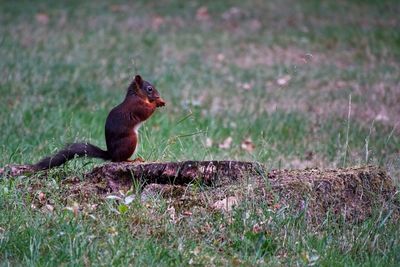 Squirrel on field