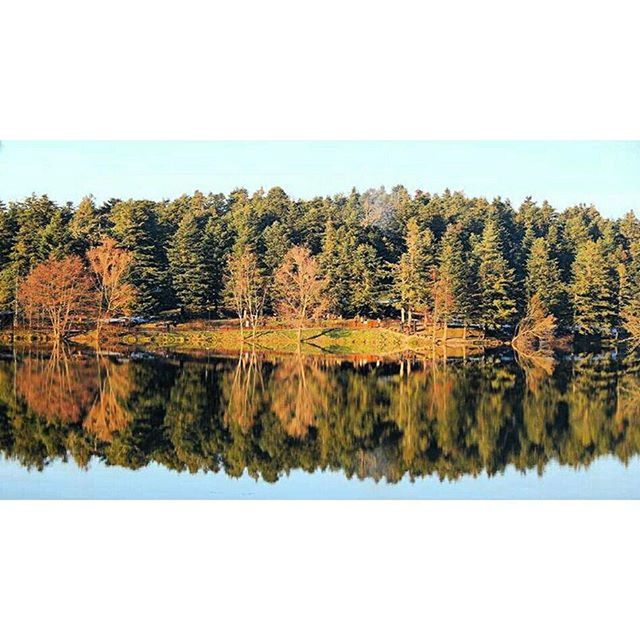 tree, water, clear sky, tranquility, tranquil scene, reflection, scenics, beauty in nature, lake, nature, growth, copy space, autumn, standing water, blue, waterfront, idyllic, calm, day, sky