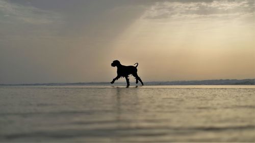 Silhouette man on beach against sky during sunset