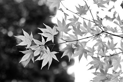 Close-up of leaves on branch
