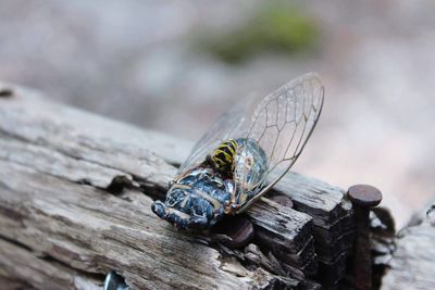 Close-up of insect on wood