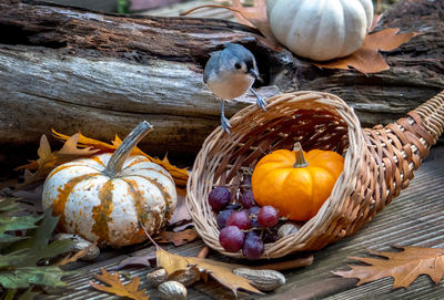 Tufted titmouse discovers a cornucopia of sweet bird treats in this fall still life