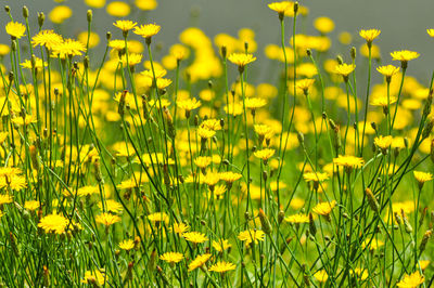 Close-up of yellow flowering plants on field