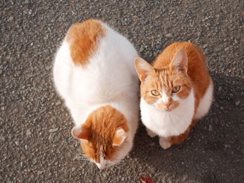 High angle view of cats