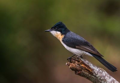 Close-up of bird perching on a branch