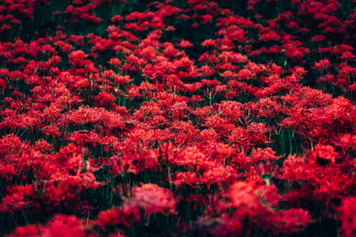 Close-up of red flowering plants