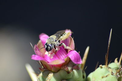 Close-up of insect on pink flower