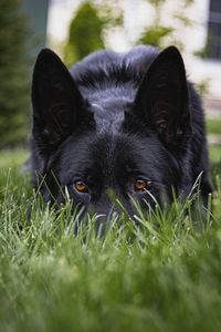 Portrait of black dog lying on grass