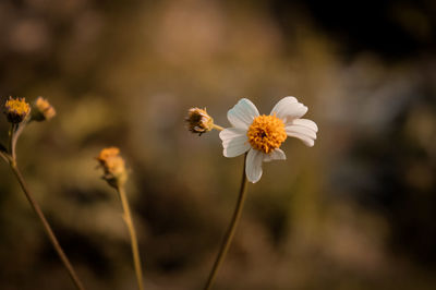 Close-up of white flowering plant on field