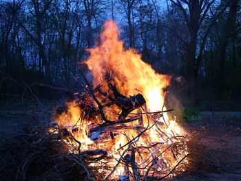 Bonfire on field in forest