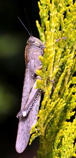 Close-up of insect on plants