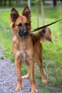 Portrait of dog standing on field