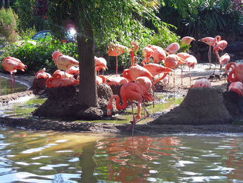 Birds in water by trees