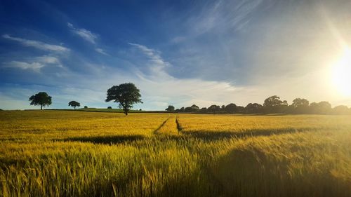 Scenic view of grassy field against sky during sunset