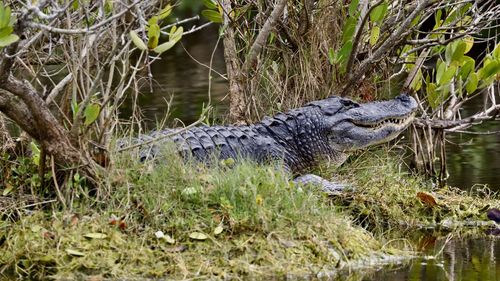 View of an american aligator