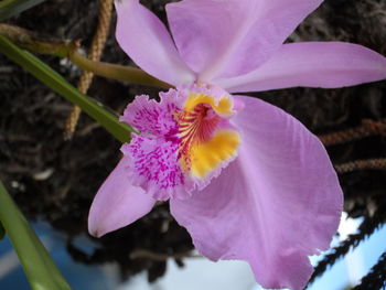 Close-up of butterfly on pink flower