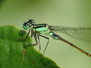 Close-up of dragonfly on plants