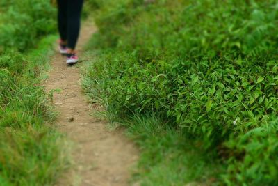 Low section of man standing on grass