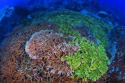 High angle view of fish underwater