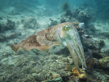 Close-up of elephant fish swimming in sea