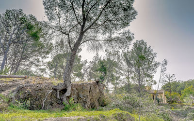 Abandoned bare tree against sky