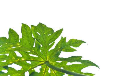 Close-up of leaves on white background