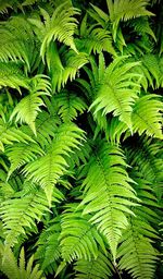 High angle view of fern leaves on tree in forest