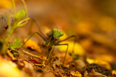 Close-up of praying mantis