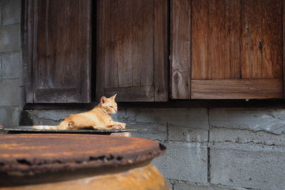 Portrait of cat sitting on door