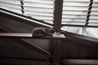 Cat sleeping on table