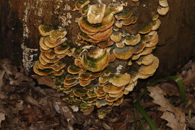 Stack of logs