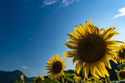 Sunflower field