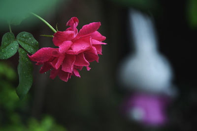 Close-up of pink rose flower