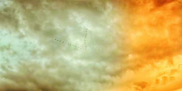 Low angle view of birds flying against sky